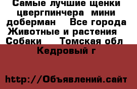 Самые лучшие щенки цвергпинчера (мини доберман) - Все города Животные и растения » Собаки   . Томская обл.,Кедровый г.